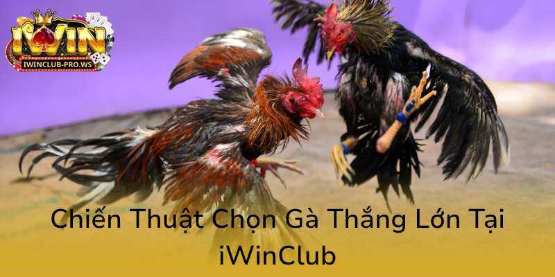 Đá Gà iWinClub - Nhà Cái Cá Cược Điện Tử Đẳng Cấp, Uy Tín Nhất Hiện Nay 2 Chien Thuat Chon Ga Thang Lon Tai Iwinclub0
