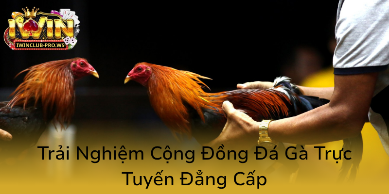 Đá Gà iWinClub - Nhà Cái Cá Cược Điện Tử Đẳng Cấp, Uy Tín Nhất Hiện Nay 3 Trai Nghiem Cong Dong Da Ga Truc Tuyen Dang Cap0